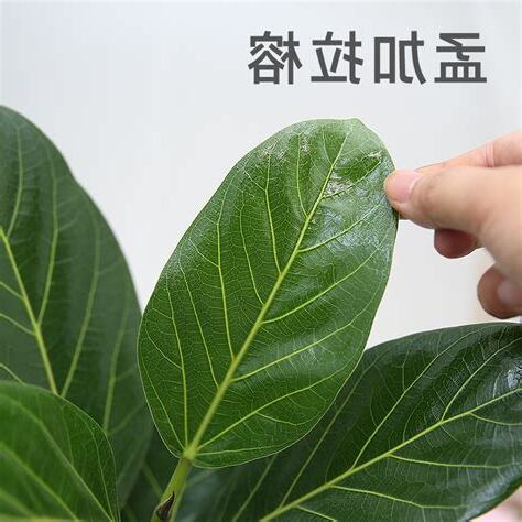 孟加拉榕盆栽