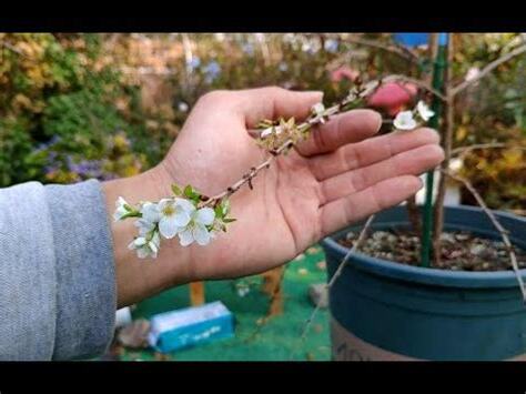 種櫻花盆栽