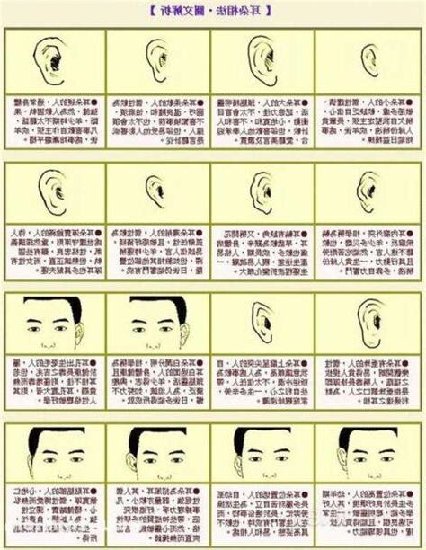人的耳朵像什麼