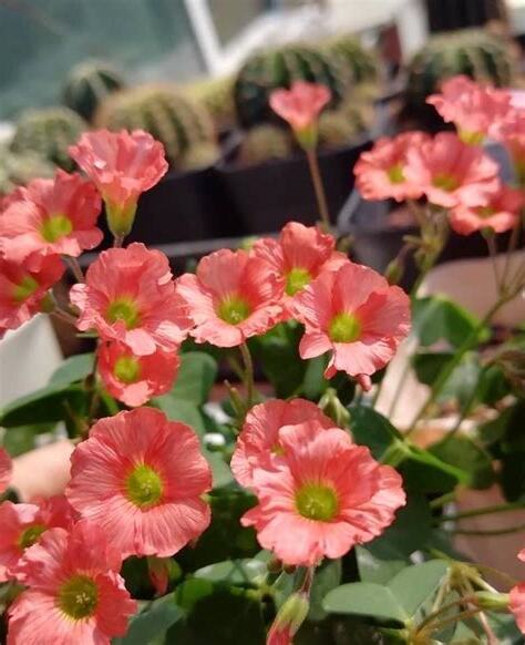 什麼花好養