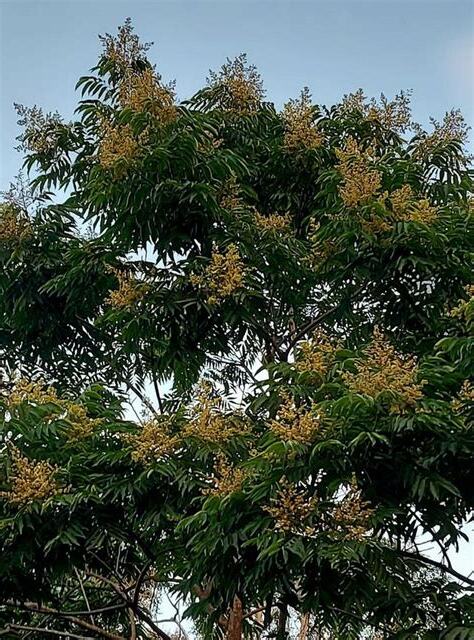 無患子開花