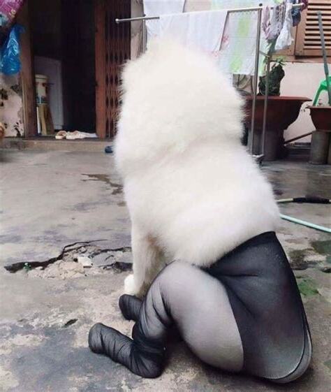狗狗黑絲