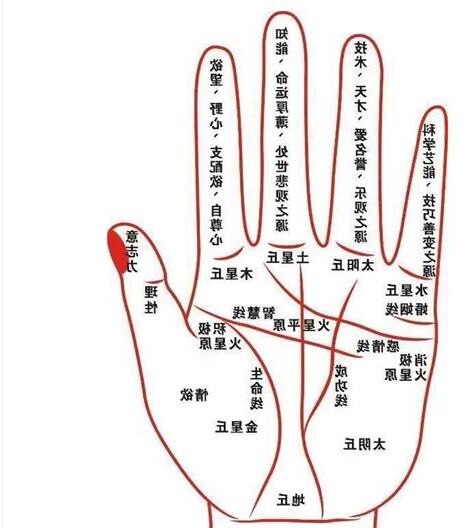 手相大拇指