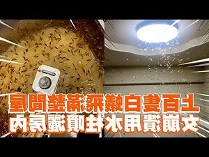 白蟻突然出現
