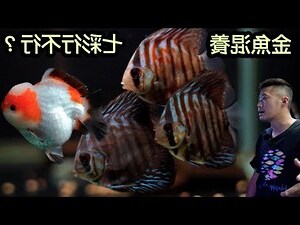 金魚混養神仙