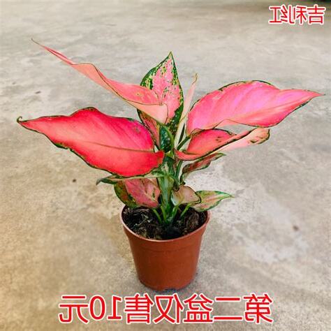红财神植物风水
