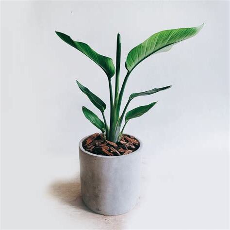 天堂鳥盆栽照顧