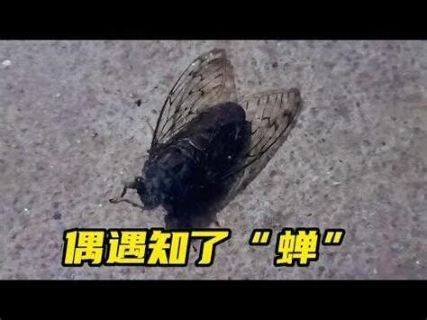 蟬跑到家裡