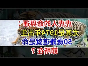 1974虎女性格