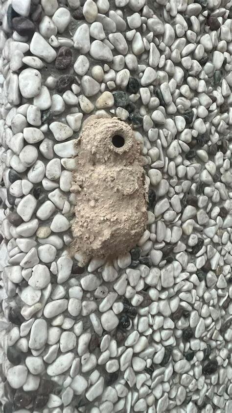 泥壺蜂築巢風水