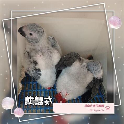 可以養的鳥