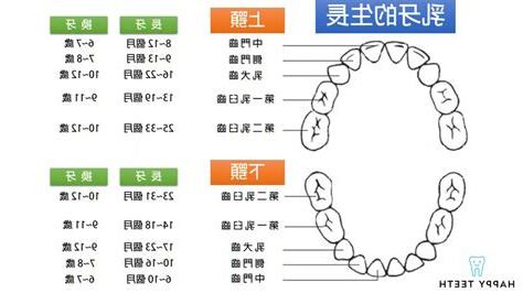 牙齒大小