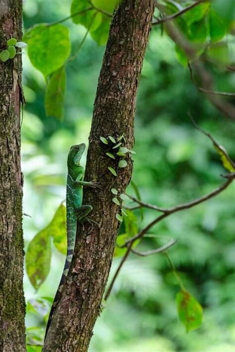 適合屬龍的公司名字