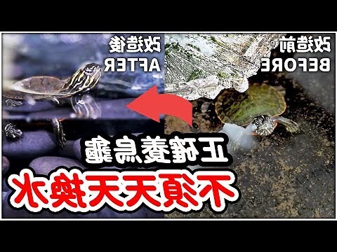 長尾龜飼養