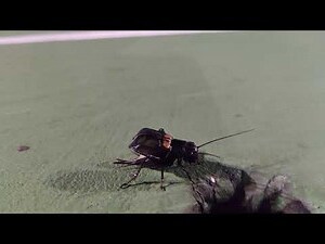 家裡有蟋蟀聲