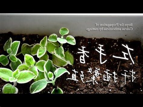 左手香剪枝