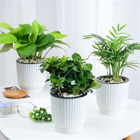 小型室內植物名稱