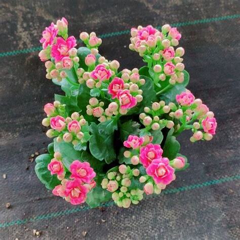 長壽花盆栽