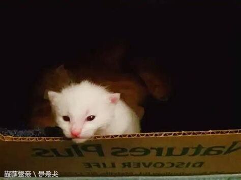 貓來家裏
