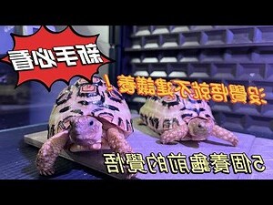 龍首龜身