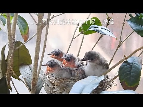 雛鳥死前的徵兆