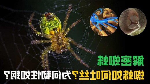 蜘蛛絲怎麼來
