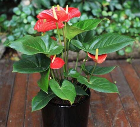 紅掌種植