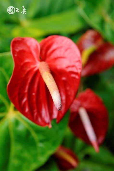 紅掌種植方法