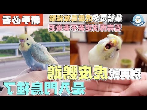 虎皮藍