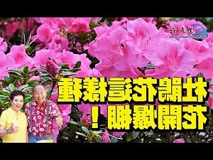 杜鵑風水