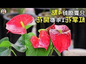 紅掌