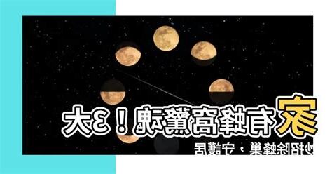 家有蜂窩