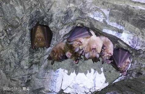 家裏進蝙蝠
