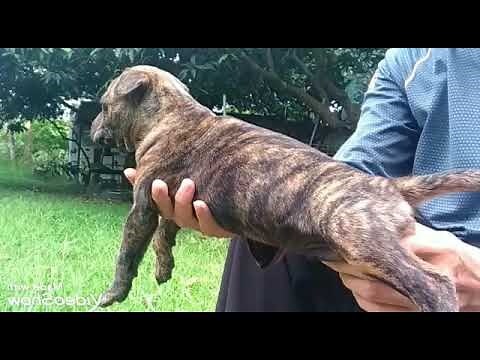 土狗換毛