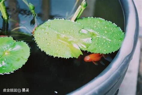 如何知道水養好了