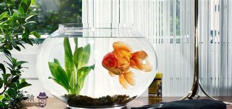 空魚缸