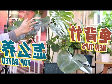 龜背竹風水