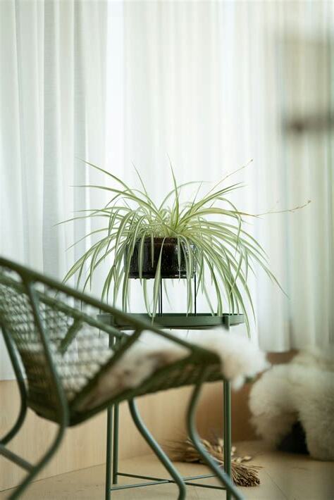 植物可以放房間嗎