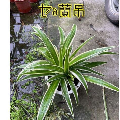 大葉吊蘭