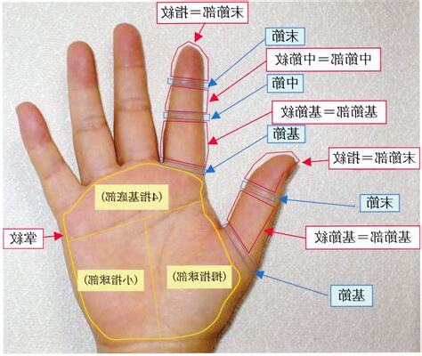 手指紋路