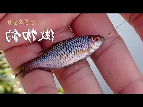 牛屎蜂