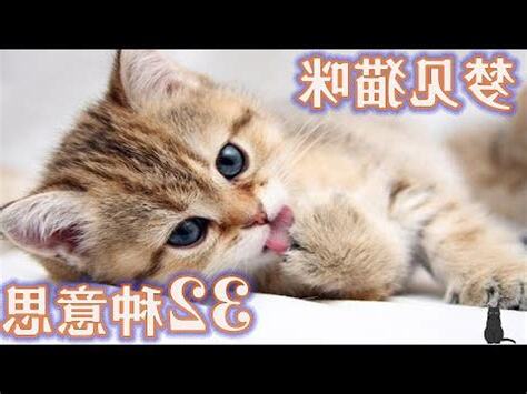 夢見可愛的貓