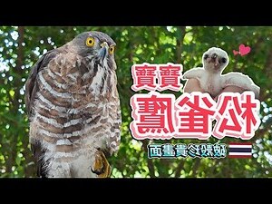 老虎型適合工作