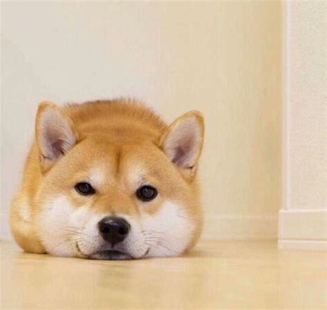 狗狗頭