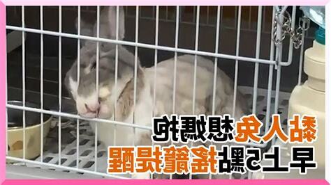 兔子黏人