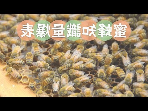 蜜蜂代表什麼