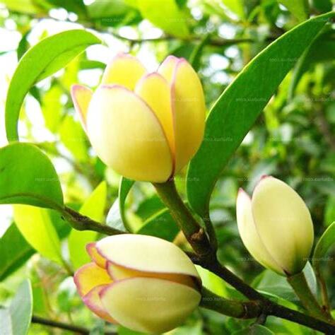 含笑花