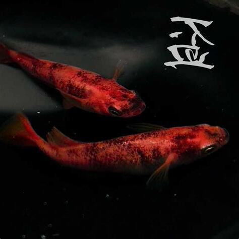 龍錦魚