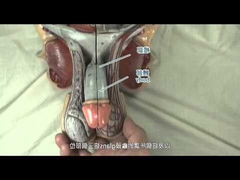 陰莖上長一顆