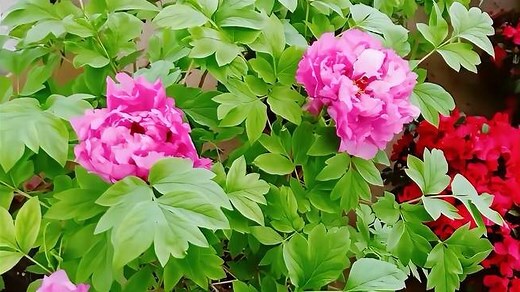 牡丹花照片